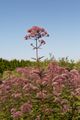 Eupatorium purpureum-8 Sadziec purpurowy